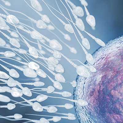 Döllenme ve Embriyo Gelişimi